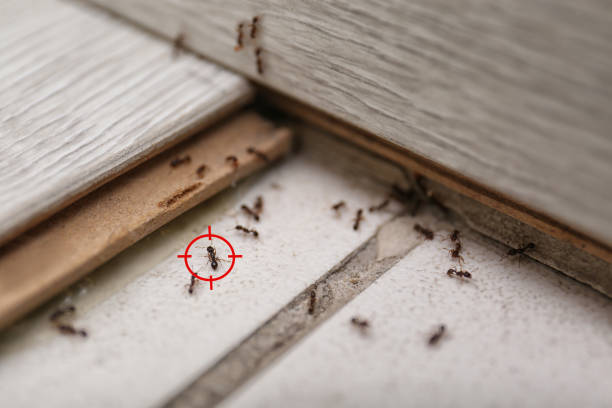 Trusted Milford, DE Pest Control Experts